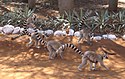 Lemur catta 003.jpg