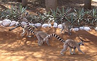 Malá skupina lemurů kata v jejich přirozeném prostředí. U lemurů kata jsou dominantní samice.