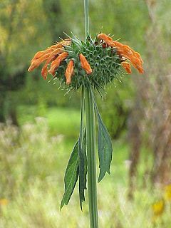 Leonotis nepetifolia