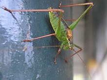 Leptophyes punctatissima samec Hng20061027 64.jpg