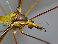 Leptotarsus albistigma 61990308.jpg