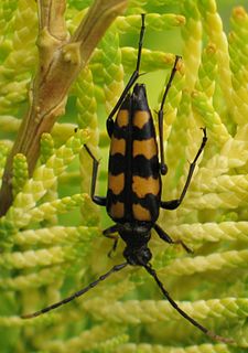 <i>Leptura</i> genus of insects