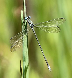 <i>Lestes virgatus</i> Species of damselfly