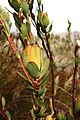 Leucadendron 變色 15095672.jpg