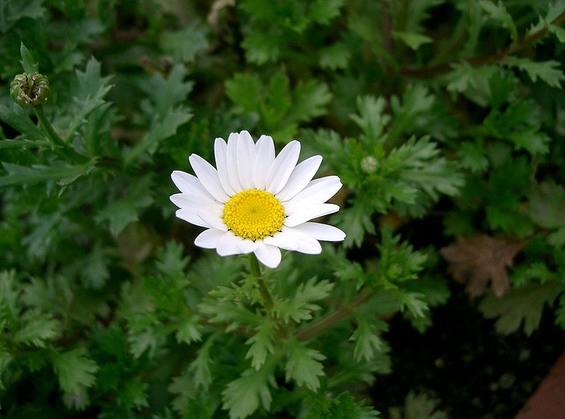 File:Leucanthemum paludosum Snow Land2.jpg