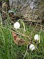 Leucojum vernum