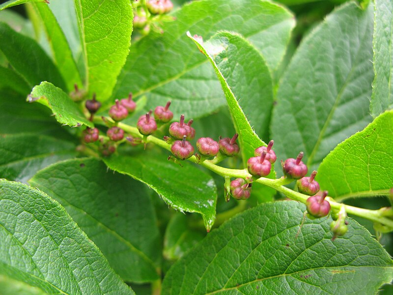 File:Leucothoe grayana 3.JPG