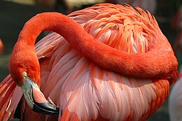 Karibi flamingó (Phoenicopterus ruber)