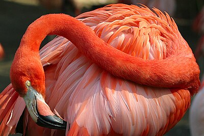 'n Rooiflamink (Phoenicopterus ruber).