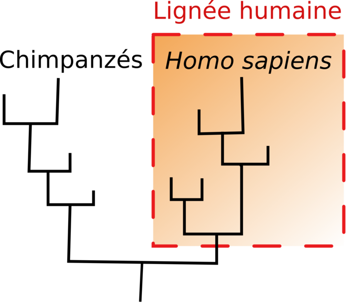 File:Lignée humaine.png