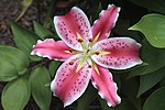 Radiärsymmetrisk blomma Den kan delas in i tre lika delar. (På bilden ser man en hybrid tillhörande liljesläktet.)