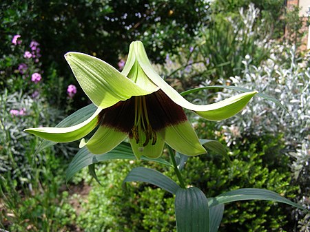 Tập_tin:Lilium_nepalense_(flower).jpg