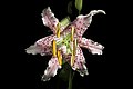 Lilium speciosum var. clivorum