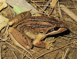 Striped marsh frog Species of amphibian