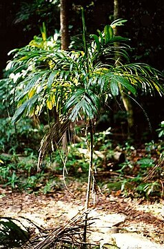 Wandering stick palm (Linospadix monostachya)