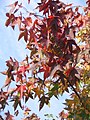 Liquidambar styraciflua fall colour