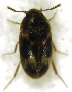 Litargus balteatus (Tamaki).jpg