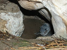 Chick in nest burrow Little Penguin chick.jpg