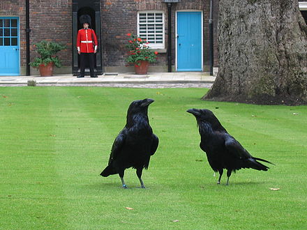 In the tower of london live. Тауэр в Лондоне вороны. Tower of London вороны. Черные вороны лондонского Тауэра. Вороны Букингемского дворца.