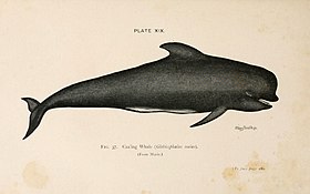 Long-finned Pilot Whale (6002011771).jpg
