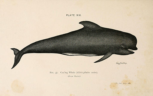 Long-finned Pilot Whale (6002011771)