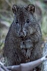 Long-nosed potoroo.jpg