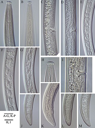 <i>Longidorus</i> Genus of roundworms