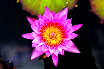 Lotus and Waterlily in Thailand at Lotus Museum
