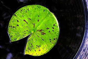 Lotus and Waterlilies in Lotus Museum Pathumthani from Thailand