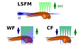 File:Lsfm lightsheetinsample.svg