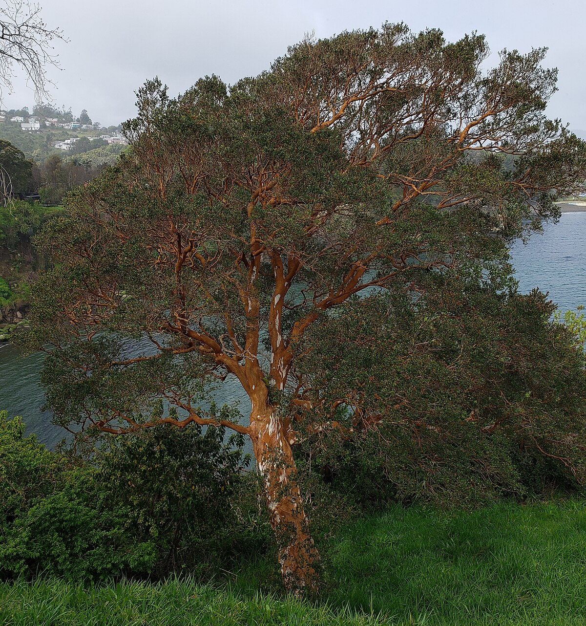 Luma apiculata - Wikipedia, la enciclopedia libre