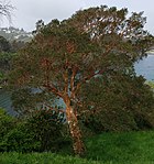 Luma apiculata 2019.jpg
