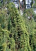 The Japanese climing fern (Lygodium japonicum)