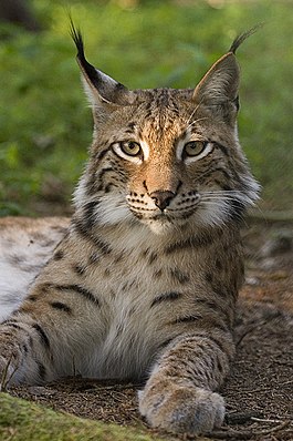 Adi vaşaq (Lynx lynx)
