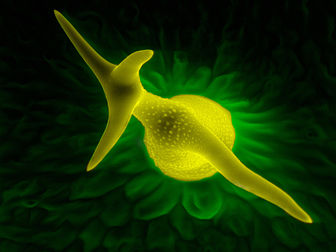 Trichome d'une feuille d'arabette des dames (Arabidopsis thaliana) vu au microscopie électronique à balayage. (définition réelle 3 072 × 2 304)