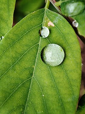 Macro photography of a leaf - by Giovanni Ussi