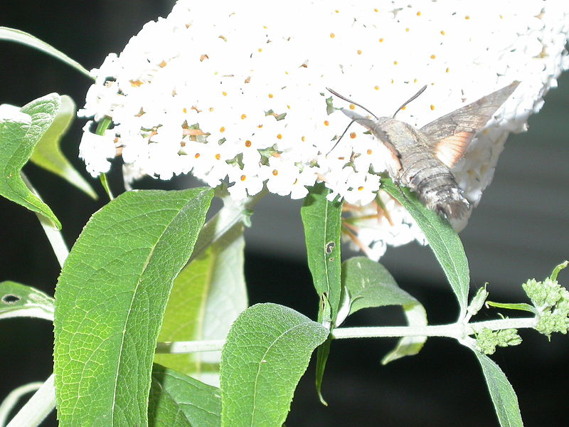 File:Macroglossum stellatarum (2867518388).jpg