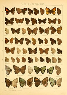 <i>Chrysozephyrus brillantinus</i> Species of butterfly