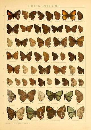 <i>Neolycaena rhymnus</i> Species of butterfly