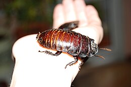 Madagaskaro tarakonas (Gromphadorhina portentosa)