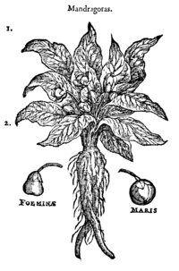 Mandrake