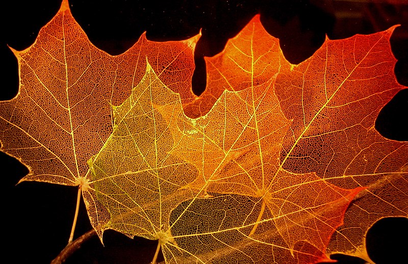 File:Maple leaf structure.jpg