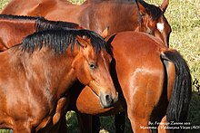 Groupe de chevaux marron-roux et noirs.