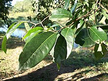 M. discoidea leaves Margaritaria discoidea leaves.JPG