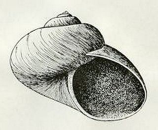 <i>Margarites helicinus</i> species of mollusc