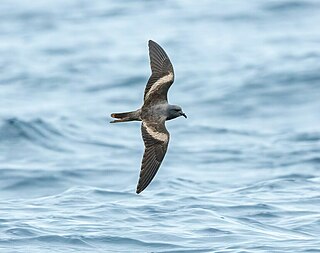 <span class="mw-page-title-main">Markham's storm petrel</span> Species of seabird in Pacific South America