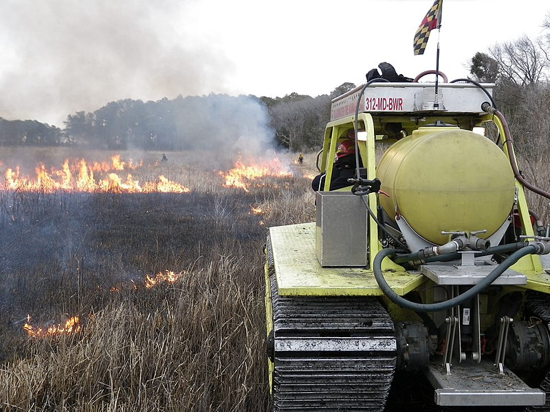 File:Marshmaster at Maryland Wildlife Refuge (6022166547).jpg