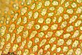 Mikroskopaufnahme Laminazellen