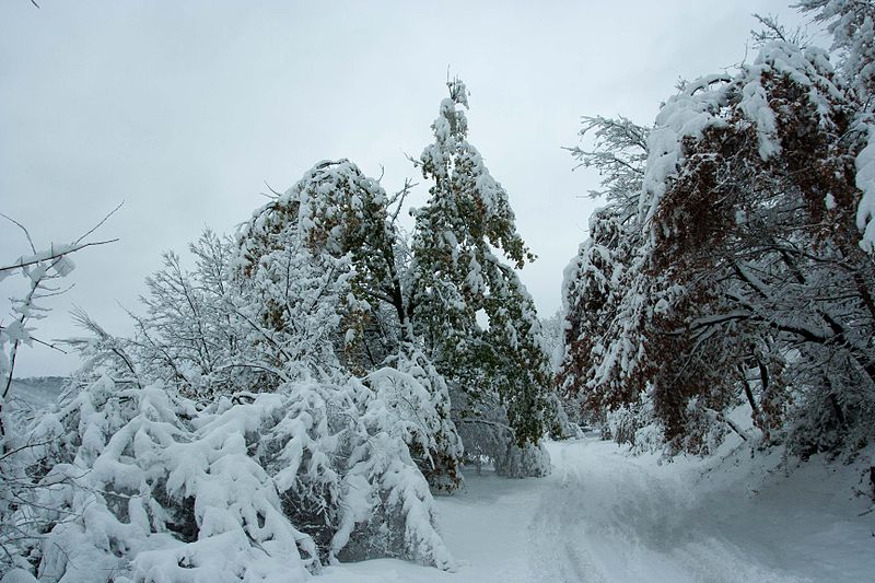 File:Marzano Appio - Strada verso Roccamonfina in inverno.jpg