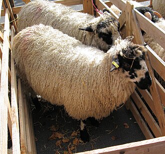 Masham sheep. Masham sheep at Masham Sheep Fair 2010.jpg